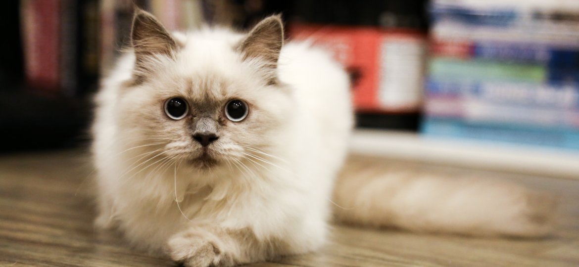 adorable-animal-cat-368890