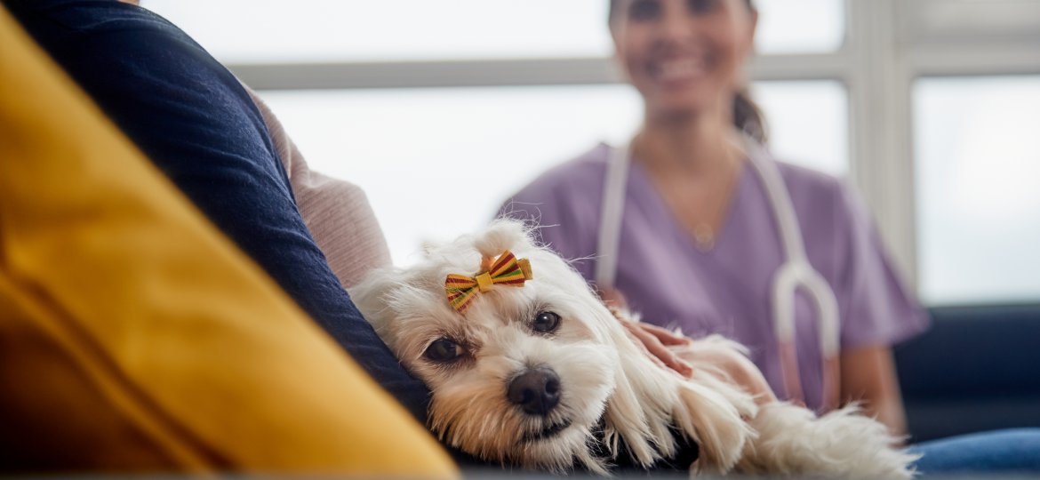 Veterinary House Call With Doctor Dog Owner And Pet