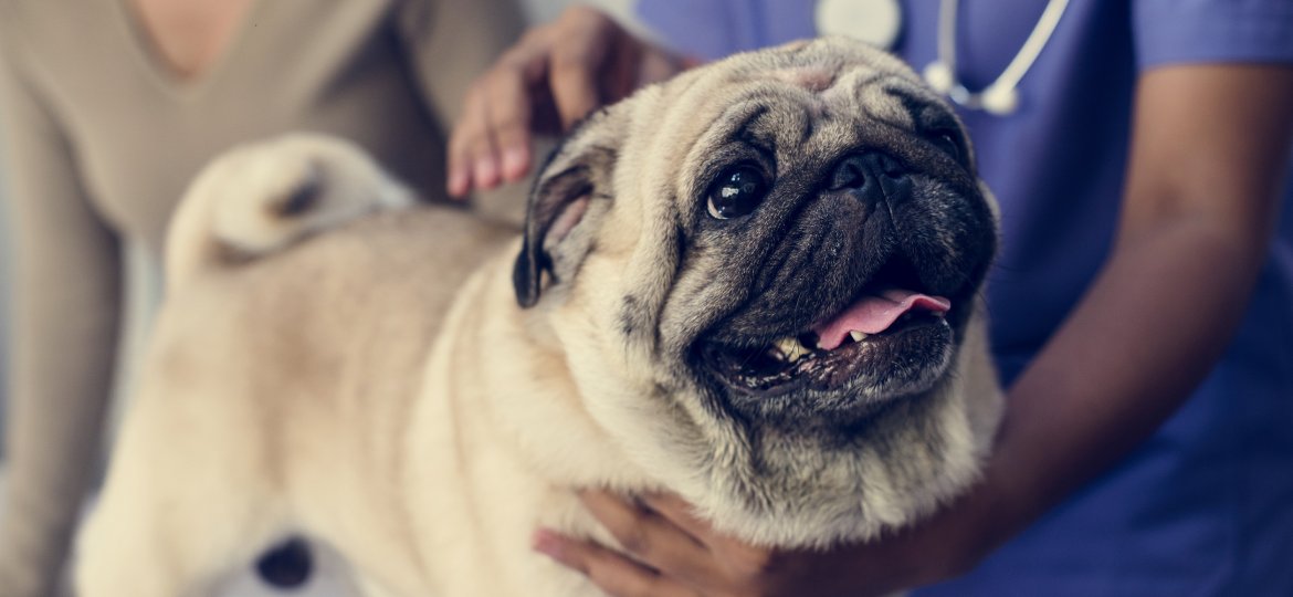 Pet pug in a veterinary clinic