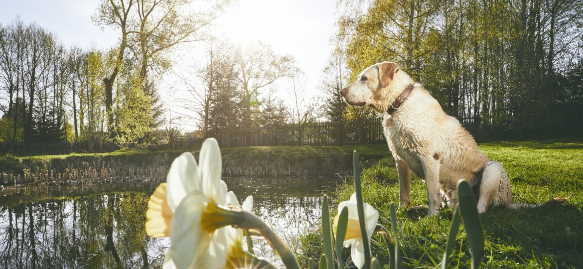 Labrador in spring nature