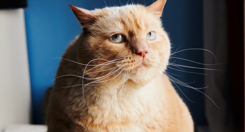Huge ginger cat looking away