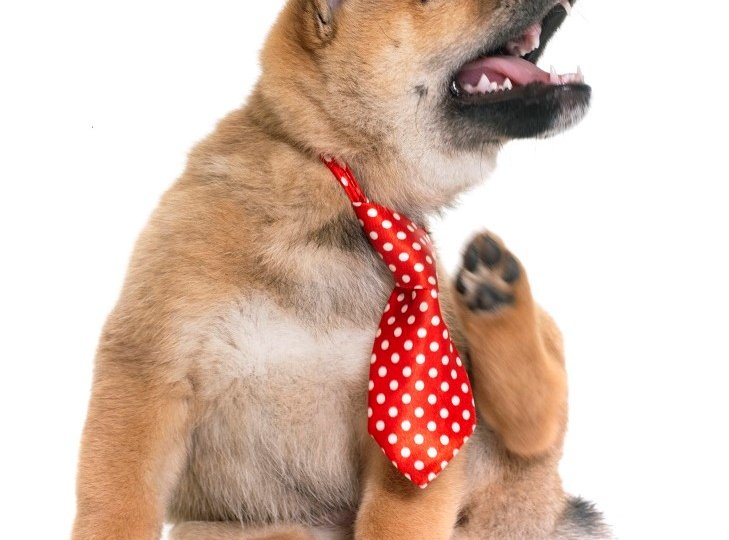itching puppy shiba inu