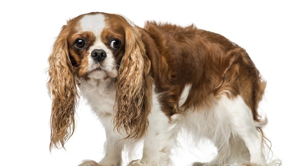 Cavalier King Charles Spaniel (4 years old)