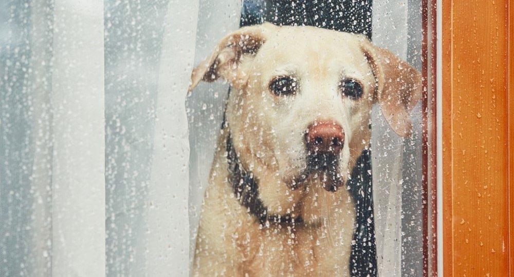 sad-dog-waiting-alone-at-home-PXNCZET