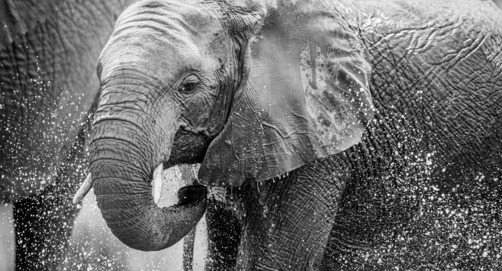 an-elephant-drinking-PJ6VG73