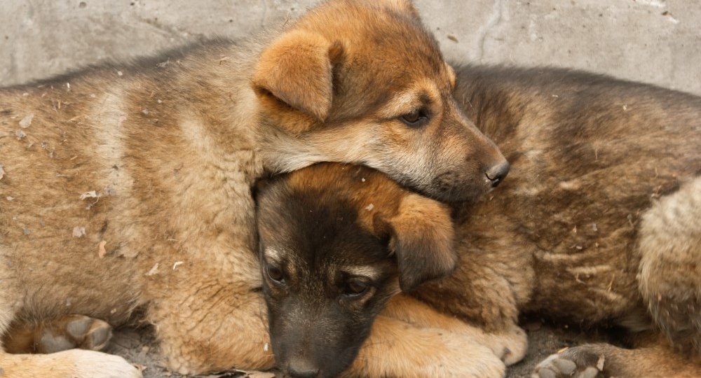 homeless-puppies-lie-on-each-other-to-keep-warm-PJYUCKJ