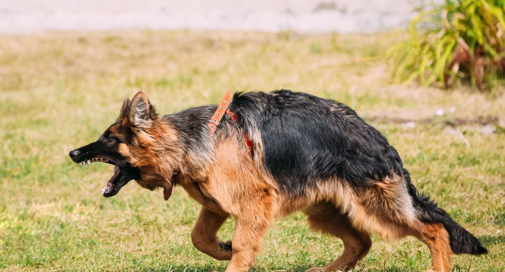 anger-aggressive-long-haired-german-shepherd-PHYMGNN