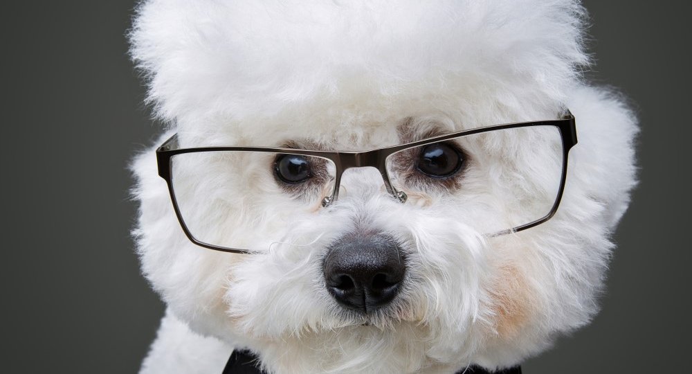 beautiful-bichon-frisee-dog-in-bowtie-and-glasses-6Q84SYT