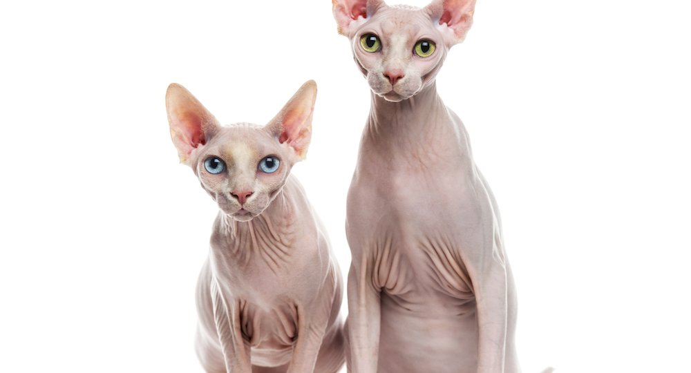 Two Sphinxes